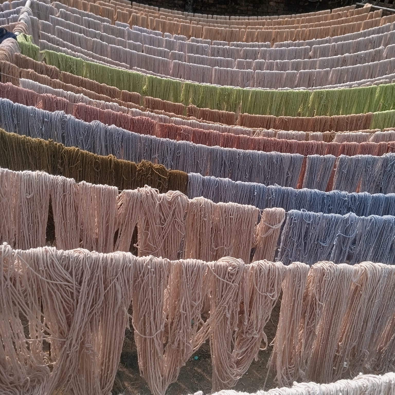 Hand-dyed wool yarns drying naturally before being used in traditional handwoven rugs